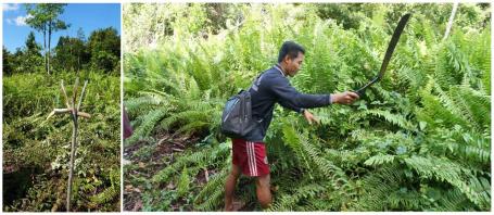 Tiang pancang (kiri) dan proses imas atau penebasan pakis dan tanaman semak lainnya (kanan) dalam proses pembukaan lahan dengan metode tumbang imas.