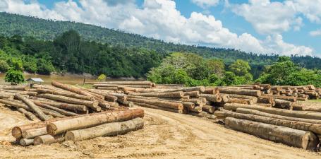 Hasil panen kayu hutan tropik di tepi sungai Mahakam, pedalaman Kalimantan, Indonesia (Himawan Nurhatmadi/Shutterstock)