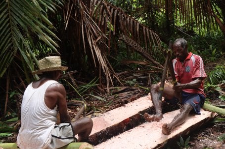 Aktivitas masyarakat asli Papua dalam melakukan ‘tokok’ sagu di dataran rendah Mahkota Permata Tanah Papua