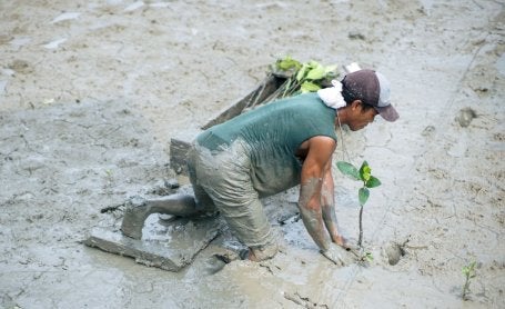 Indonesia Mangrove