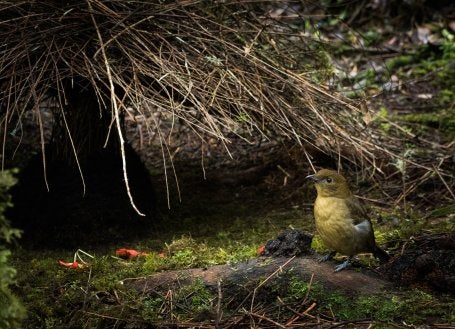 Burung Pintar atau Vogelkop Bowerbird atau cenderawasih namdur polos (Amblyornis inornatus)