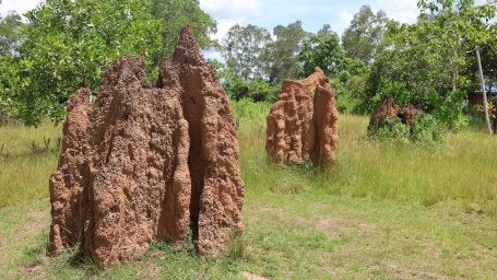 Padang sabana 2