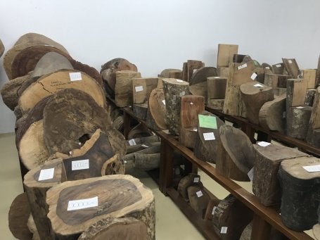 Indonesia holds the world’s largest physical wood sample collection with more than 200,000 specimens at the Xylarium Bogoriense in West Java. Image by Sophie Labaste/WRI