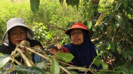 Petani melaksanakan praktik pemangkasan tanaman kopi pada kegiatan Sekolah Lapang GAP