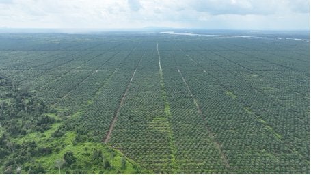Figure 2. Aerial view of an oil palm plantation in Kubu Raya Regency, West Kalimantan Province, Indonesia (photo credit: WRI Indonesia)