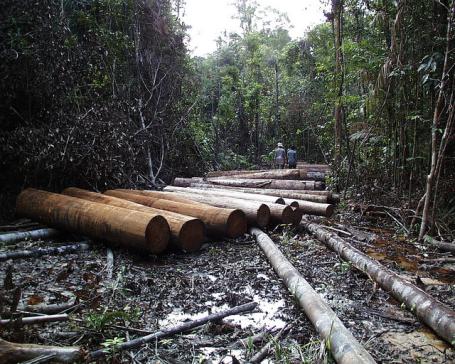Deforestation is often associated with commodity production in Indonesia. Credit: Agung Prasetyo/CIFOR