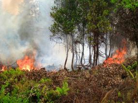 NASA satellites registered a total of 734 high-confidence fire alerts in Sumatra’s provinces between August 22-27. Photo credit: Rini Sulaiman/Norwegian Embassy