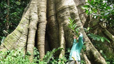 Asia Pulp & Paper committed to stop cutting down natural forests in Indonesia. Photo credit: netaholic13/Flickr