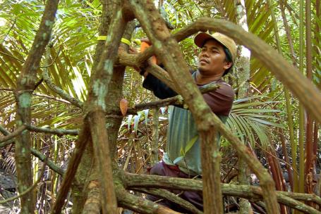 More than 80 million Indonesians rely on forests for their livelihoods. Photo credit: Daniel Murdiyarso/CIFOR