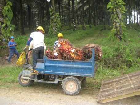 Indonesia mengekspor $19.7 miliar minyak kelapa sawit mentah pada tahun 2011. Sumber Foto: Beth Gingold/WRI