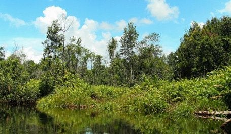 Peat swamp forests of the Katingan Peatland Reserve in Central Kalimantan, Indonesia. Photo by James Anderson/WRI