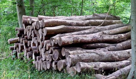 Penebangan hutan secara ilegal adalah penebangan pohon dalam kawasan hutan tanpa izin yang sah atau dengan izin yang sah namun tidak sesuai dengan ketentuan dalam izin. Kredit foto: Chris Alban Hansen/Flickr