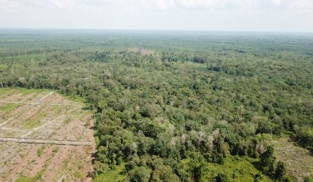 Sebagian hutan mengalami penebangan. Kredit foto: WRI Indonesia