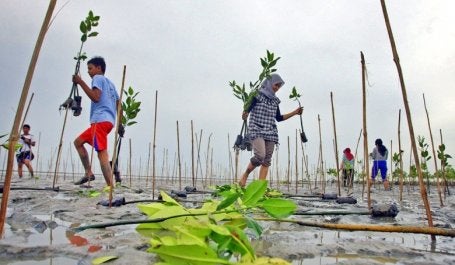 In pursuing even greater ambition in President Jokowi’s second term, Indonesia could be a beacon to the world, at a time when environmental leadership is sorely needed. Photo credit: JP/Hotli Simanjuntak