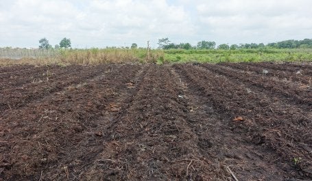 community-owned-land-on-peatlands-prepared-for-farming.jpg