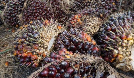 Palm fruit