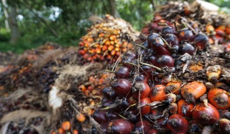 palm-oil-fruit