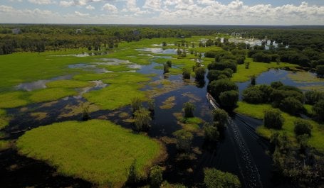 Peatland picture