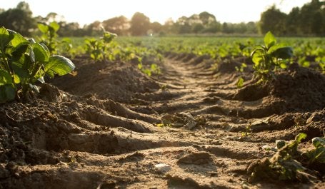 Healthy soil