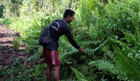 Seorang warga sedang mempraktikkan metode tumbang imas.
