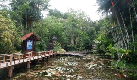 The Jewel of Southern Thailand - Toh Daeng Peat Swamp Forest.jpeg