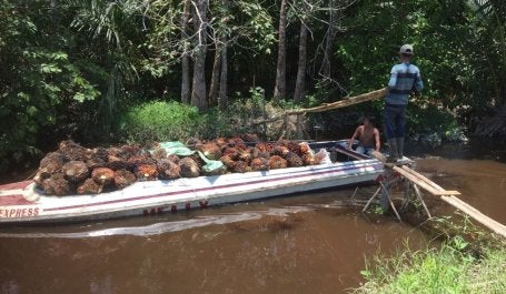 Oil palm as the main commodity in the transmigration program at Permata Village