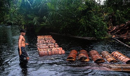 Proses pemanenan sagu (metroxylon sagu), salah satu tanaman yang dapat tumbuh baik di lahan gambut, oleh seorang petani sagu mencerminkan eratnya hubungan antara manusia dan lahan gambut.