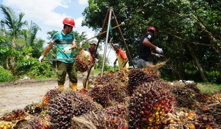Aktivitas Pekerja di Perkebunan Kelapa Sawit Kabupaten Siak, Provinsi Riau