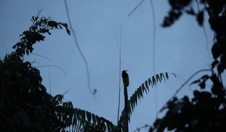 Birdwatching at dawn in Papua.