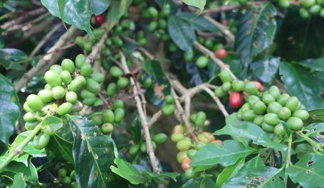 Kopi di dataran tinggi Gayo.