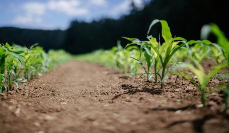 Planting the seeds