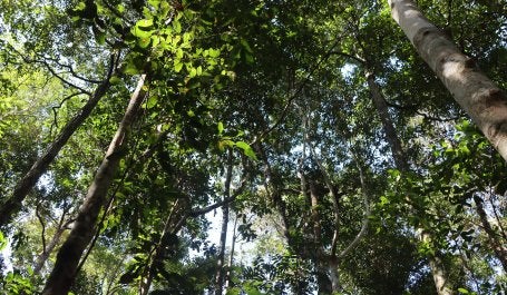 Taman Nasional Sebangau, Kalimantan Tengah