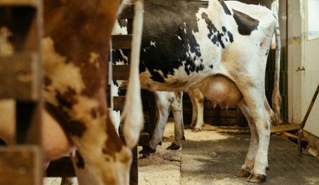 Sapi Perah di Indonesia