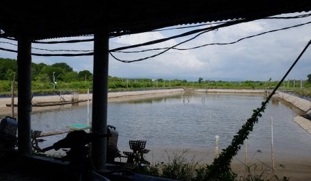 Salah satu tambak udang milik warga di Muncar, Banyuwangi, Jawa Timur.