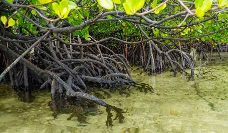 Mangrove dan Perikanan