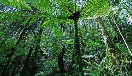 Indonesia experienced a 60 percent drop in primary forest loss in 2017, compared to 2016. Photo by WidodoMargotomo/Wikimedia Commons