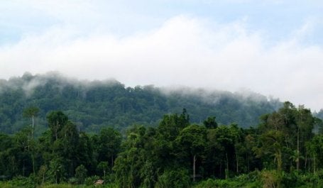 Forest on the Mamberamo River in Papua. Flickr/CIFOR