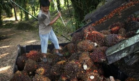 Loading oil palm fruit in Sabah, Malaysia. Photo by Greg Girard/CIFOR/Flickr