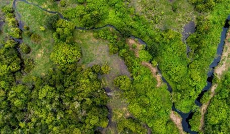Despite playing a major role in climate action, peatlands have been deforested and drained for agricultural lands. Photo credit: Nanang Sujana/CIFOR