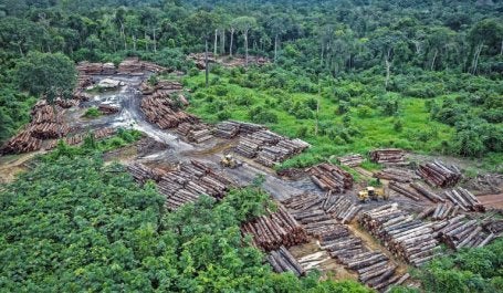 Penebangan ilegal di lahan adat amazon Pirititi. Kredit foto: Felipe Werneck/Ibama