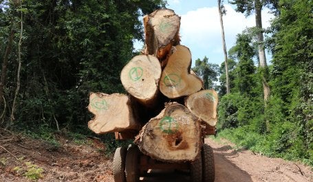 Kayu gelondongan besar diletakkan di atas truk di konsesi hutan di Ghana. Foto oleh Maite Knorr-Evans/WRI