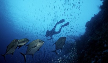 Reef diver off Chagos Islands in Indian Ocean. Photo by Mark Spalding/Flickr