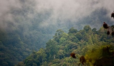 Fog over the forest in Kerinci-Seblat National Park. Flickr/Luke Macklin
