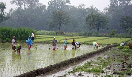 Farming rice near Yogyakarta. Photo by Gunawan Kartapranata/Wikimedia