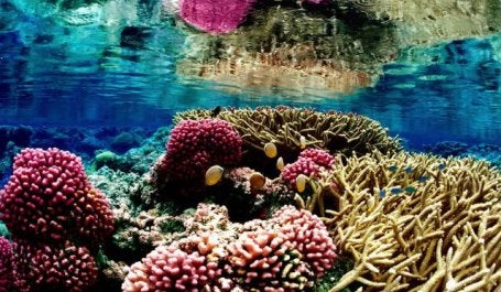 Coral reef at Palmyra Atoll National Wildlife Refuge. Photo by US Fish and Wildlife Service/Flickr