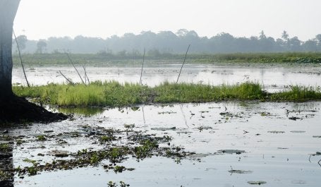 Lahan gambut di Ogan Komering Ilir, Sumatera Selatan. Kredit foto: WRI Indonesia