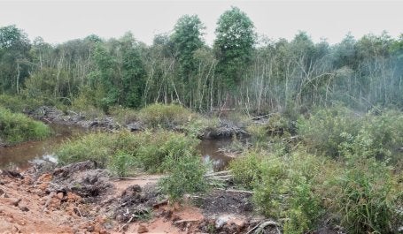 Lahan gambut di Kabupaten Pali, Sumatra Selatan. Kredit foto: Josefhine Chitra/WRI Indonesia