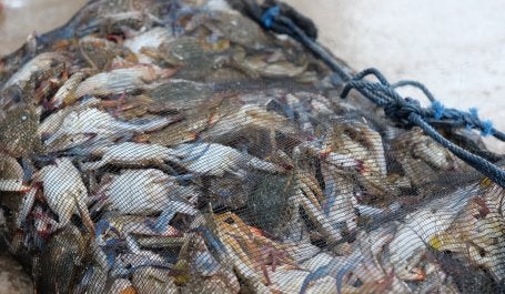Crabs caught by fishermen on the coast of Jakarta. Photo credit: Sakinah Ummu Haniy/WRI Indonesia