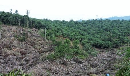 Deforestasi di Lanskap Bukit Suligi. Kredit foto: Dwiki Ridhwan/WRI Indonesia