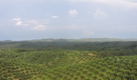 Sawit di Kawasan Hutan. Kredit foto: Dwiki Ridhwan/WRI Indonesia
